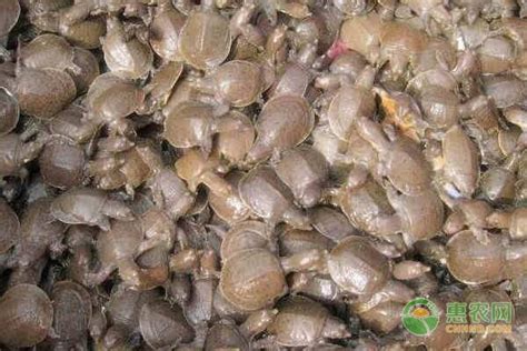 野生甲鱼和养殖甲鱼的区别，可以从爪子、甲背、颜色等辨别 - 农敢网