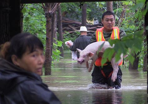 家家乐教槽料：暴雨袭击，洪水凶猛，猪场防洪要注意什么？
