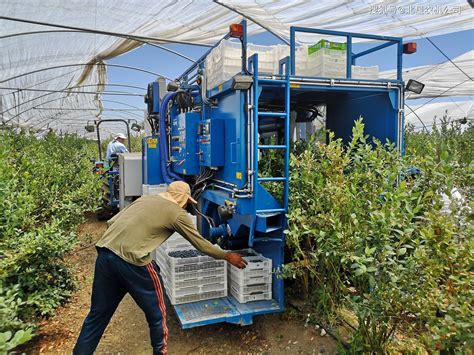 联想佳沃蓝莓种植基地携手天润智力开展标准化种植，从源头种出好产品-天润智力