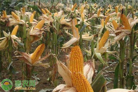适合山西种植的玉米品种有哪些？ - 惠农网