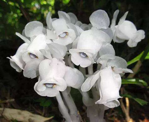 水晶兰的花语是什么？水晶兰的寓意和象征-花卉百科-中国花木网
