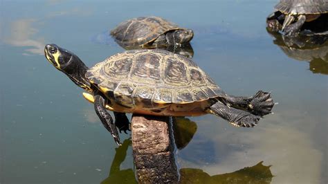 越南国宝“千年神龟”标本对外展示，曾是最大乌龟，长得像奔波霸