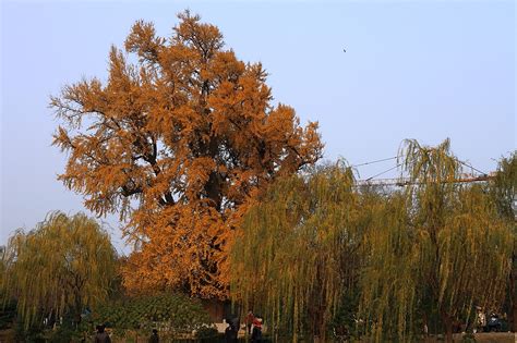 2024上海古银杏树公园游玩攻略-门票价格-景点信息_旅泊网