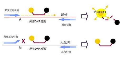 【分子】分子诊断——RNA扩增技术知多少？-IVD从业者网-专业的体外诊断行业资讯内容门户