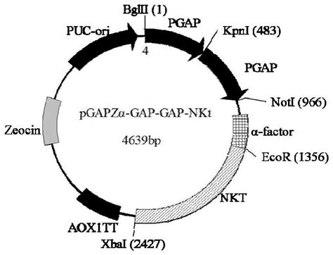 MND启动子嵌合抗原受体的制作方法_2