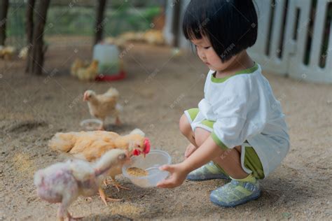 养鸡喂什么好 养鸡饲料怎么搭配鸡长得快 - 农村养殖网