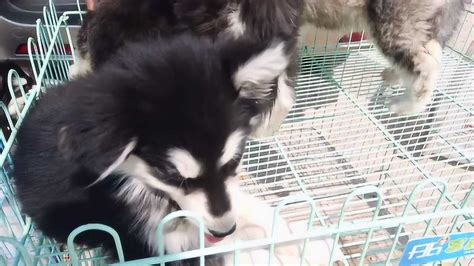 阿拉斯加是一种饲养人数较多的宠物狗，如今在狗市也开始少见了！_腾讯视频
