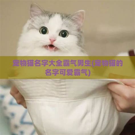 宠物猫名字大全霸气男生(宠物猫的名字可爱霸气)-小猫百科资讯-分享库