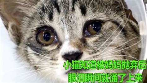 救助流浪动物小猫知道自己被妈妈抛弃后，眼泪瞬间就涌了上来，真是太可怜了_高清完整版视频在线观看_腾讯视频