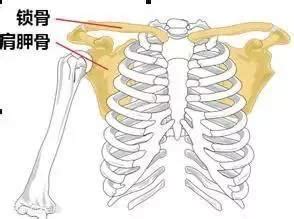 肩胛骨位置示意图图片