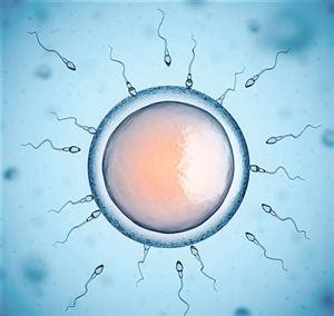 Cell | 精卵结合后精子DNA起始解压缩及染色质重构的重要机制 - 知乎