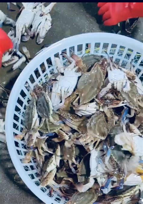 日照渔民变身“网红”，渔港直播卖海鲜