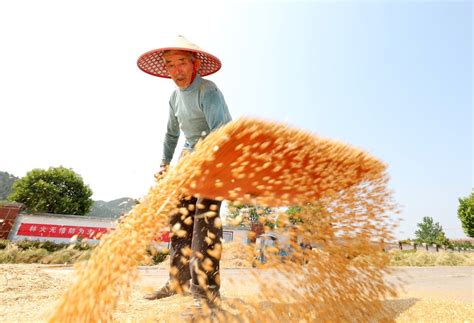 又是一年麦收时 安徽淮北农民小麦晾晒忙