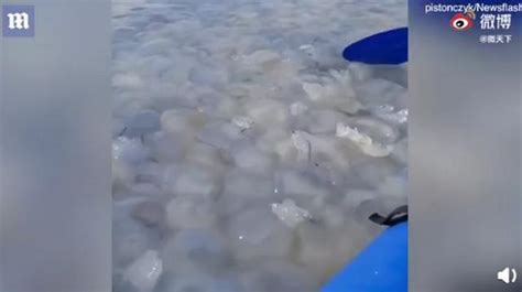 密密麻麻！乌克兰巨大水母群覆盖海面，四周环绕船只寸步难行！_腾讯视频