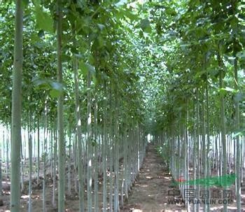 杏子树价格 杏树苗价格 杏树新品种基地批发 - 中国花木网