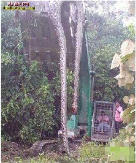 贵州挖出4吨大蛇