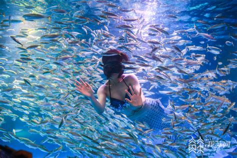 南京海底世界“美人鱼”与万尾黄金鲹水中“共舞”_手机新浪网