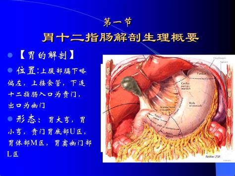 胃十二指肠位置图图片 胃十二指肠位置图图片