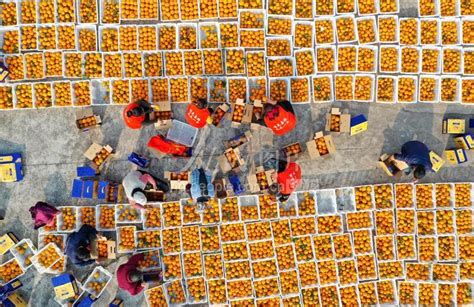 四川南充：柑橘丰收-人民图片网