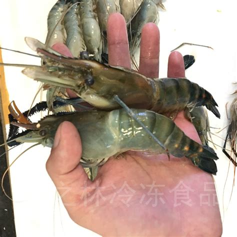 5个月可长至5~6头的全雄罗氏沼虾，来自以色列的技术看到了中国“铁虾”商机 | 食有味