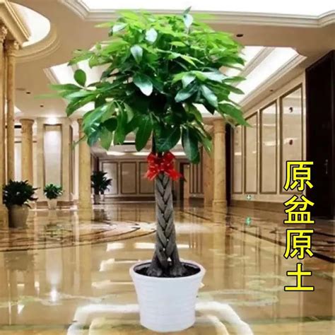 适合客厅的大型盆栽,客厅适合放什么大盆栽,适合客厅的大型植物_大山谷图库