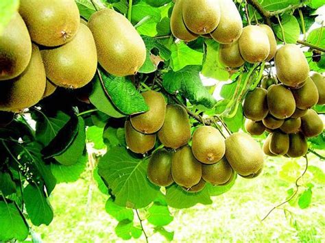 软枣猕猴桃一亩地种多少棵，附种植方法-农百科
