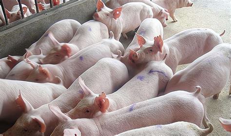 2022年预计猪价能恢复吗-2022年上半年生猪行情走势 - 见闻坊