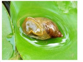 苹果螺的卵长啥样 - 虾螺专区 - CTA南美水族