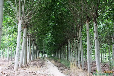 花木种植 - 南通园林绿化|南通苗木出售-南通诺标园林建设有限公司