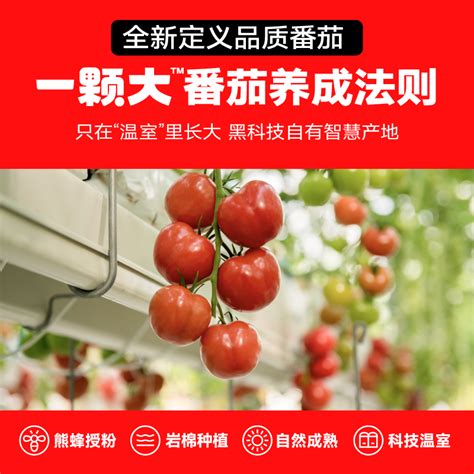 超甜山东西红柿3/5斤新鲜自然熟生吃非普罗旺斯沙瓤露天水果番茄_虎窝淘