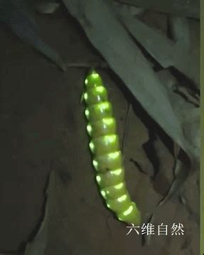 352.电萤虫1虫属性~信号光束原图片