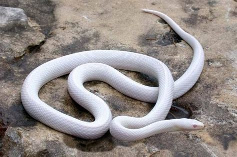 【水律蛇怎么分公母】刚出生的水律蛇也能准确的分公母吗？_水律蛇_毒蛇网