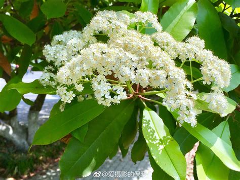 花卉摄影·石楠花开武汉，又是一年石楠花开季，你还好吗？|石楠花|花卉|摄影_新浪新闻