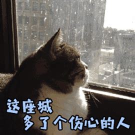 小奶猫找领养啦，有没有好心人带它回家？