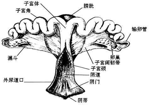 女性生值器图片