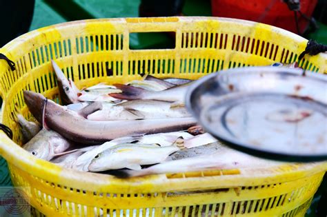 中央琵琶鱼地海市小摊位的新鲜鱼在中间有一个大鱼高清图片下载-正版图片307982681-摄图网