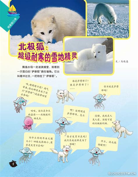 北极狐：超级耐寒的雪地精灵--中国数字科技馆