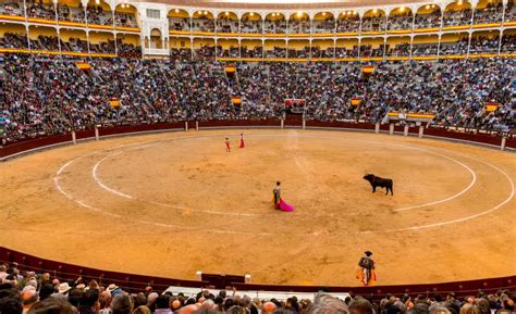 在斗牛场的西班牙大公牛高清图片下载-正版图片505896420-摄图网