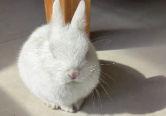 兔子发抖的原因，从生理到心理的全面分析 – 宠物志
