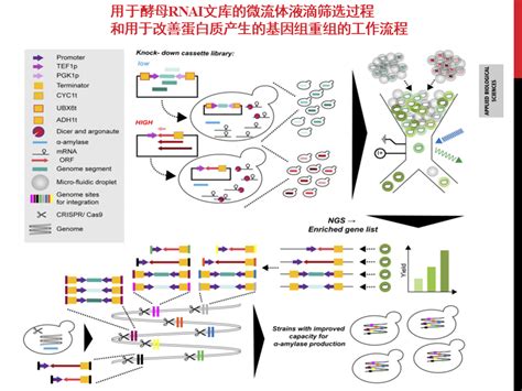 gRNA-Cas9高通量筛选功能基因/药物靶基因--LABGENE兰博基因