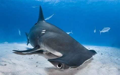 史前巨齿鲨生死谜:体长30米重80吨，鲸鱼为食(或未灭绝)_小狼观天下
