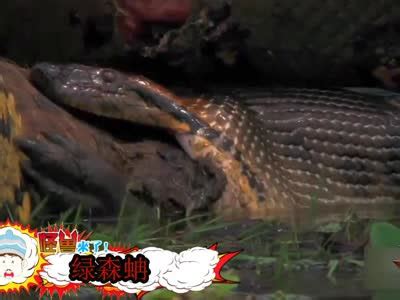 发现世界上最大的蛇，四川大蛇50米（福州惊现97米大蛇）-小狼观天下