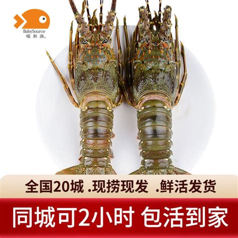 鲜活生猛小青龙特大龙虾海鲜水产新鲜包活到家澳洲大龙虾-淘宝网