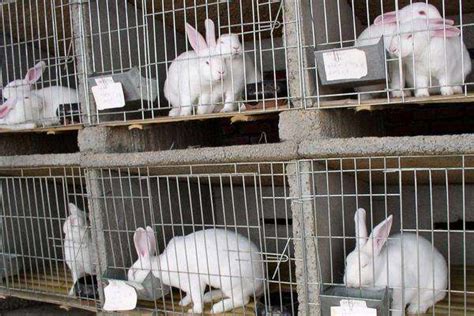 全国最大的养兔基地是哪里，2020年下半年肉兔价格行情预测-养殖