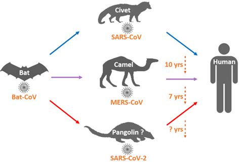 SARS-CoV-2-熟悉又陌生的新型冠状病毒