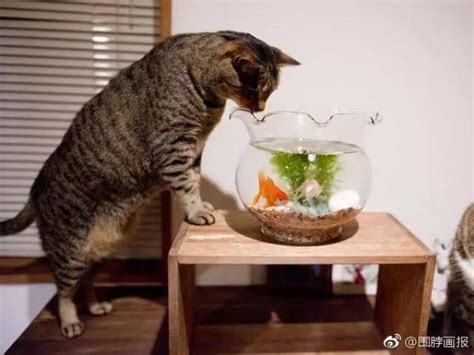 猫吃gif,猫吃鱼gif,蠢猫gif(第2页)_大山谷图库
