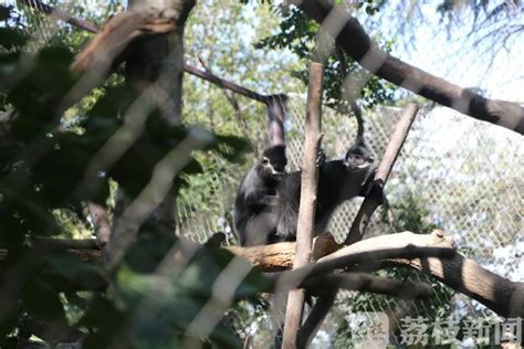 南京红山动物园-中关村在线摄影论坛