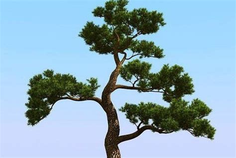 中国松树有哪些品种图片及名称(中国的松树有多少种) - 养花经验