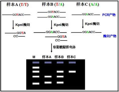 限制性片段长度多态性聚合酶链反应（PCR-RFLP）SNP分型|SNP基因分型-基因组学相关服务-Genenode|君诺德公司