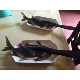 【图】鲟鱼的做法 鲟鱼多少钱一斤 - 装修保障网